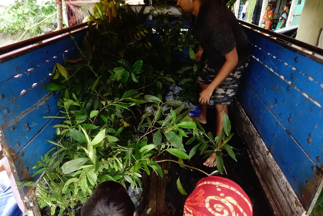 Afforestation